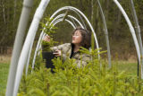 Carrie Pike with spruce subjected to different levels of early spring warming to simulate climate change and its effect on growth.
