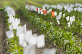 Corn research at The University of Minnesota, Southern Research and Outreach Center, Waseca.