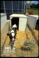 Holstein calf in hutch