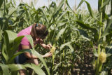 Corn rootworm susceptibility in some lines of BT corn.
