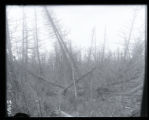 Boutwell Creek beaver dam and pond