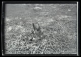 Double-crested Cormorant nests