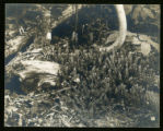 Lycopodium clavatum