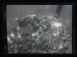 Black-banded Skink nest in cage