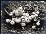 Lycoperdon gemmatum (Calvatia utriformis)