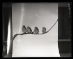 Rose-breasted Grosbeak, four juveniles on branch