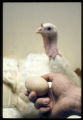 Turkey reproduction research.