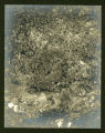 Leptogium lacerum