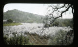 Prune Orchard, Monte Vista, near Palo Alto, California