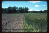 Mickelson Farm old field