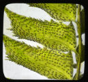Polystichum lonchitis, sori, close up