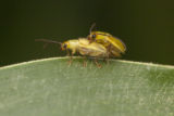 Corn rootworms mating.