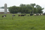 Holsteins coming in for milking from a paddock - rotational grazing - at the Jaus Brothers farm, near Gibbon, Minnesota.