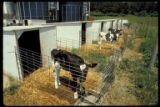 Holstein calves in hutches