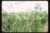 Marshes adjacent to the La Venta archaeological zone in Northwest Tabasco state, Mexico. Note Cyperus giganteus similar to Cyperus Papyrus