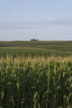 Corn, Rice County, Minnesota.