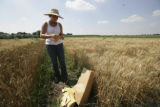 Making selections in wheat research plots, St. Paul Campus.