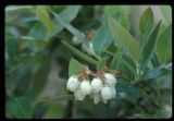 Blueberry blossoms. University of Minnesota horticultural research project at the North Central Research and Outreach Center, Grand Rapids.