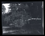 Kingbird's nest on white-birch tree leaning far out into the water