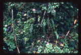 Tmesipteris fowerakeri