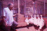 Balance of blue and red lighting to induce broodiness, turkey egg laying, in University of MInnesota research at the Rosemount Research and Outreach Center.