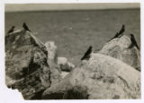 Birds on rocks near the water