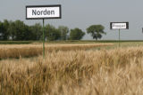 Norden' wheat.
