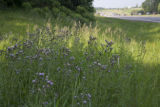 Thistle in highway ditch, US Hwy 169.