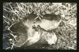 Lycoperdon