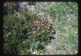 Phyllodoce intermedia (mountain-heather)