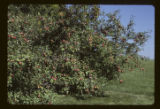 Apple orchard.
