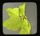 Catalpa leaf