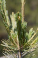 Beginning of a white pine cone. White pine nursery at the University of MInnesota, Cloquet Forestry Center.