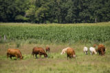 Beef herd, Stearns County, Minnesota.