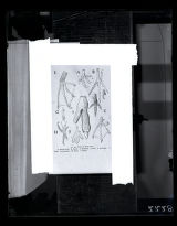 Feet of birds, illustration from William Pane Pycraft, "History of Birds"