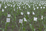 Corn plots, St. Paul Campus, University of Minnesota.