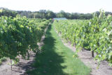 Milroy Vineyard near Redwood Falls, Minnesota.