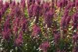 Amaranth growing on St. Paul campus, University of Minnesota.