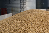 Just-harvested soybeans going from wagon into grain bin on farm near Northfield, Minnesota.