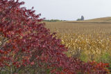 Early October, just before harvest in southern Rice County.