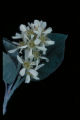 Amelanchier sanguinea
