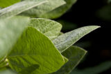 Morning dew on soybean leaves at the University of Minnesota's Southern Research and Outreach Center, Waseca, Minnesota.