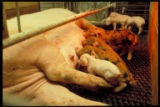 Sow and piglets in farrowing crate. Minnesota Agricultural Experiment Station research project.