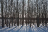 Hybrid aspen, Kandiyohi County, Minnesota, in March.