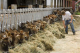 Skiba family Jersey dairy farm, "Diamonds Farm" in Isanti County, between Cambridge and North Branch.
