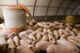 Alternative swine production research at West Central Research and Outreach Center, Morris.