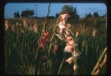 Gladiolas