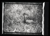 Sandhill Crane sitting on nest, front view