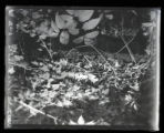 Dove's nest on stump