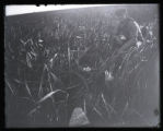 Boy in canoe next to Ruddy ducks nest and eggs